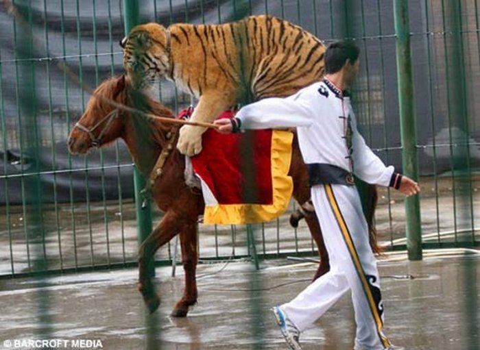 Лошадь катает тигра и льва (3 фото)