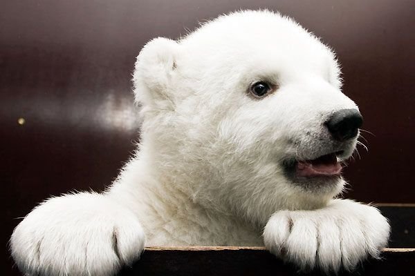 Позитив дня! Белый медвежонок Flocke (18 фото)