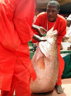 ак ловят рыбку в Нигерии (11 фото)