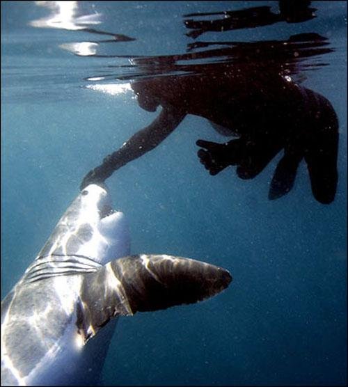 Человек-акула (8 фото)