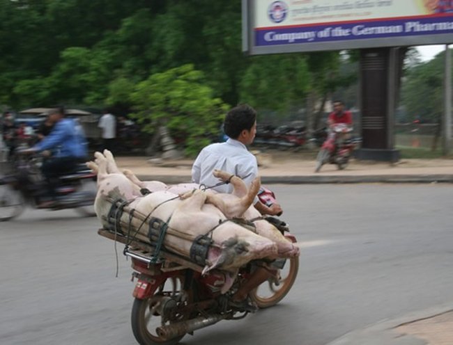 Как перевозят свиней в Тайланде (17 фото)