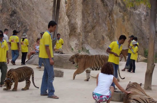 Ручные тигры в Тайланде (13 фото)