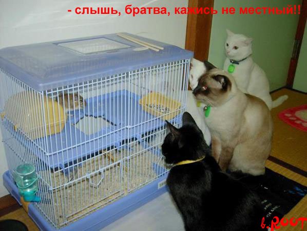 Прикольные фотки котов с подписями:-) (35 фото)