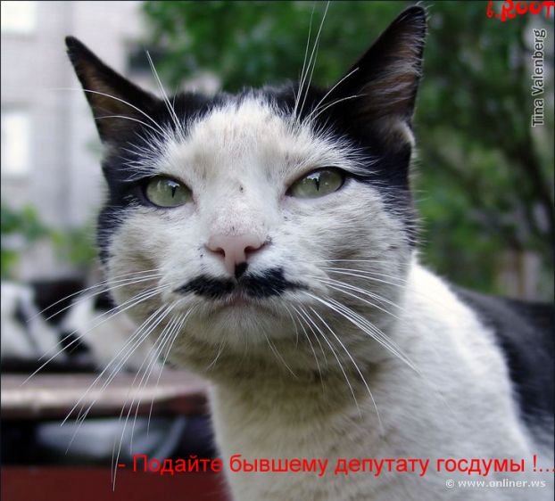 Прикольные фотки котов с подписями:-) (35 фото)