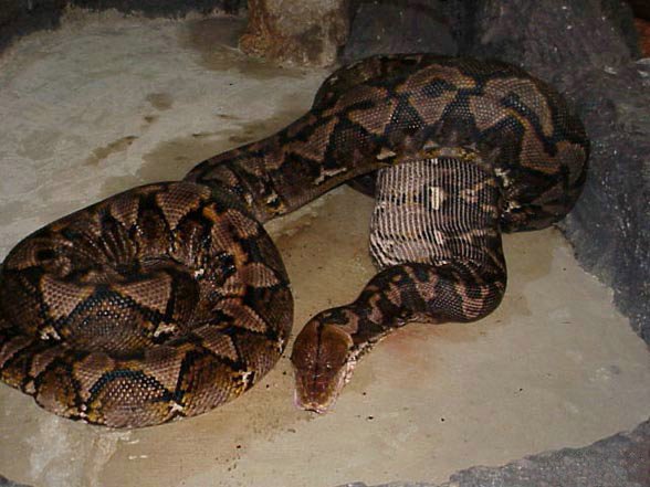 Змея ест кабана (5 фото)