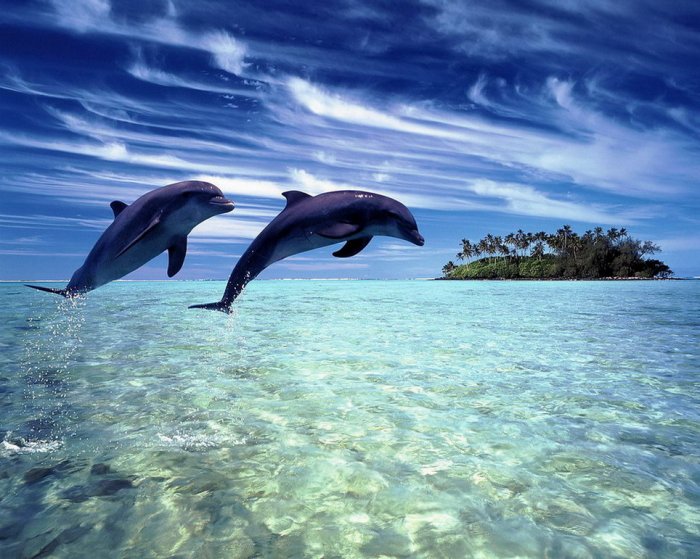Красивые фотографии обитателей океана! (16 фото)