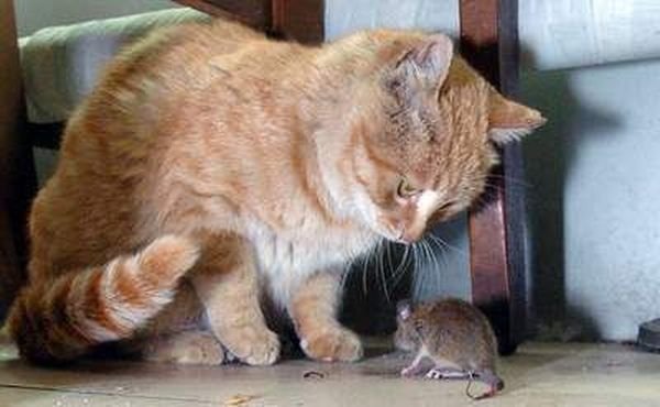 Кот и мыши (5 фото)