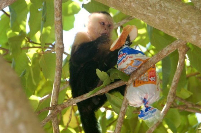 Проворная обезьянка:-) (5 фото)