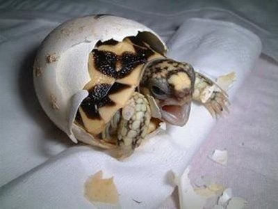 Рождение черепашки (5 фото)