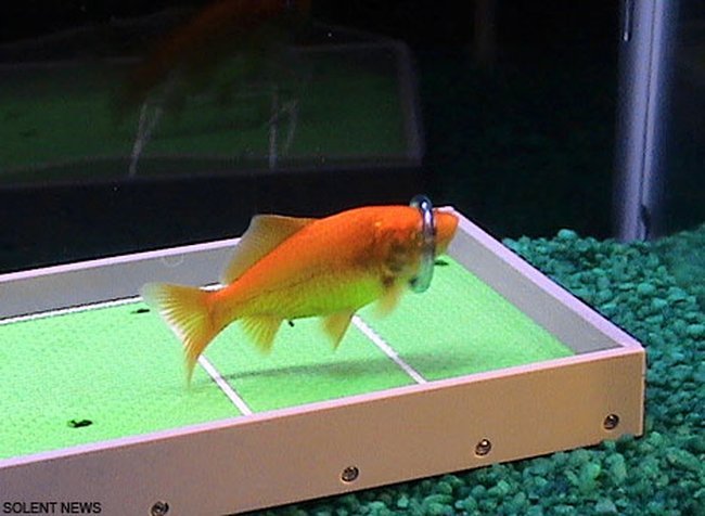 Дрессированная золотая рыбка (7 фото)