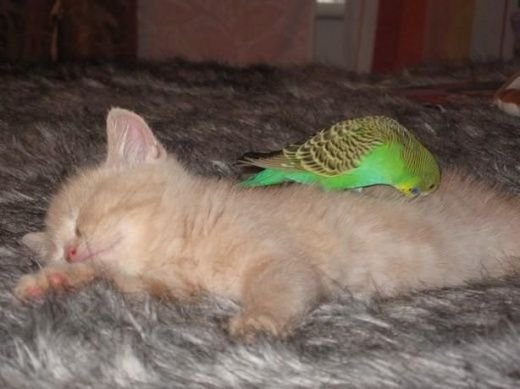 Дружба котенка и попугайчика! (15 фото)