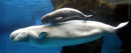 Суперпозитивный дельфин! (53 фото)