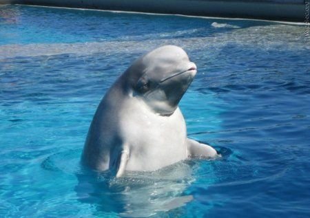Суперпозитивный дельфин! (53 фото)