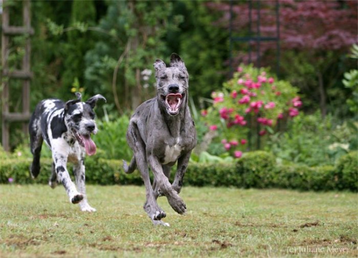 Стоп-кадр. Бегущие собаки (36 фото)
