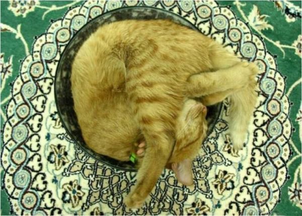 Где спят коты (15 фото)