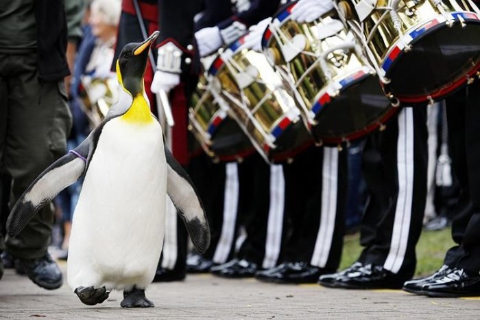 Пингвин-полковник (5 фото)