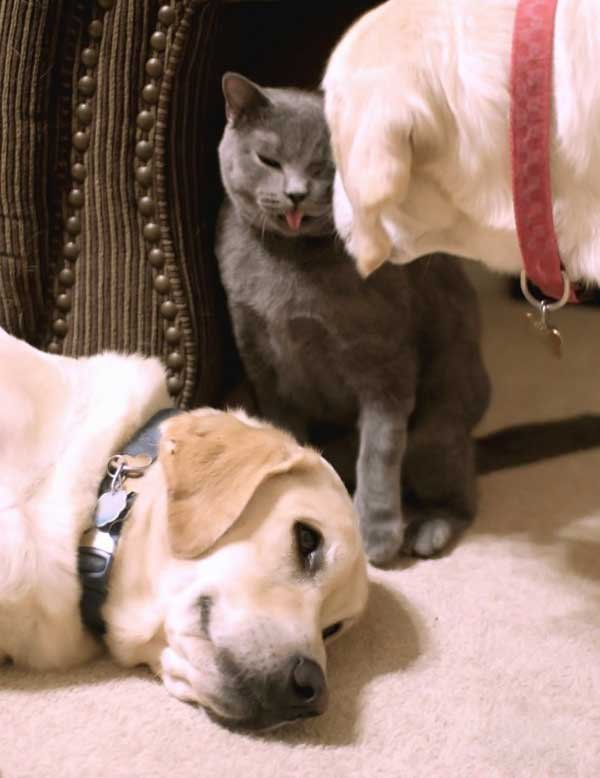 Дружба собак и кота