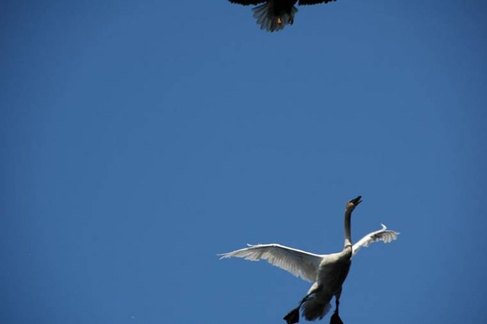 Орел атаковал лебедя (6 фото)