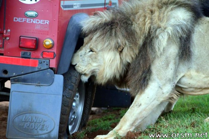 Львы напали на авто с туристами (6 фото)