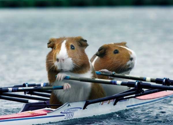 Морские свинки на Олимпиаде (9 фото)