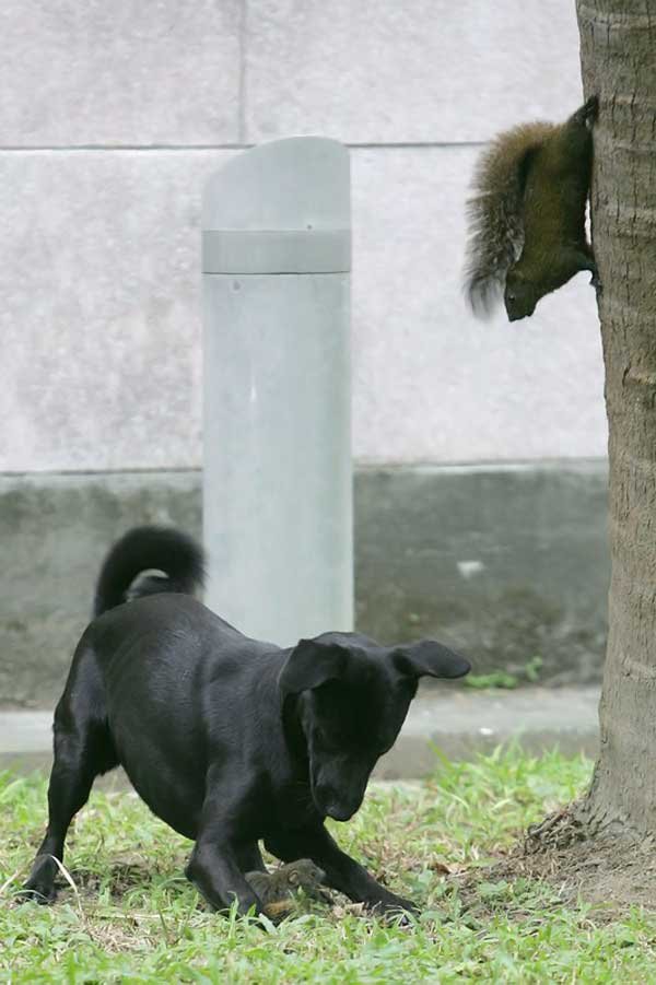 Собака против белки (5 фото)