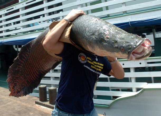 Самая большая пресноводная рыба (4 фото)