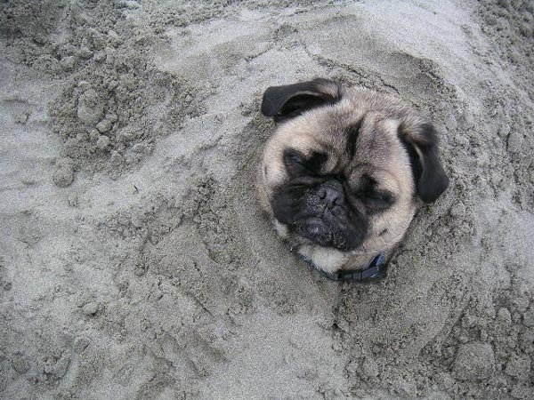 Угадайте, что зарыто в песке? (2 фото)