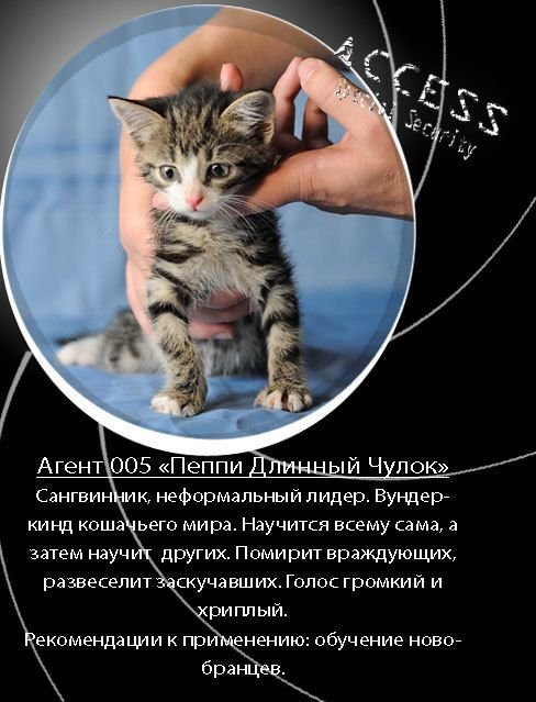 Как отдать котят в хорошие руки (12 фото)