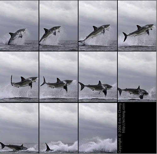 Акулы (22 фото)