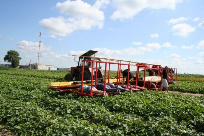 Как собирают огурцы в Белорусии (16 фото)