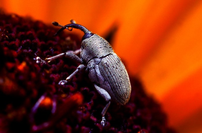 Макрофотографии насекомых (40 фото)