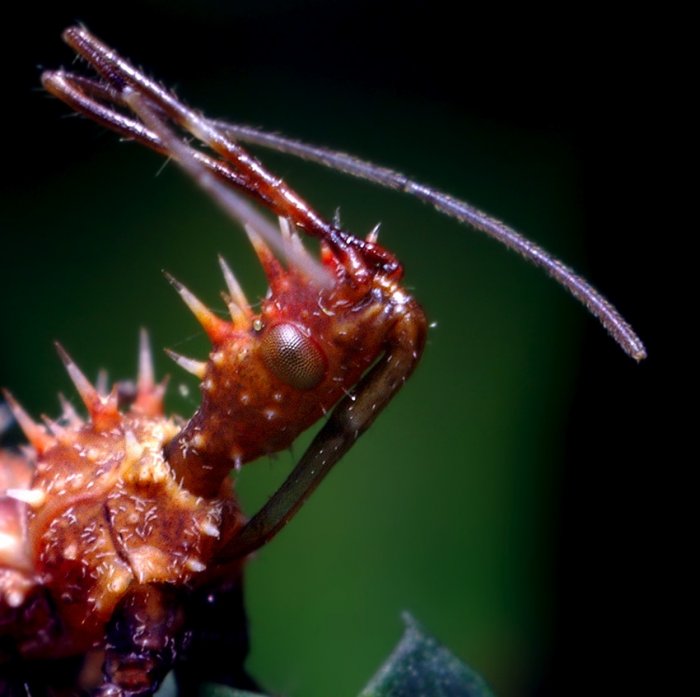 Макрофотографии насекомых (40 фото)