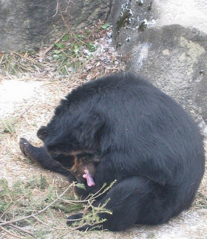 Одинокий медведь (5 фото)