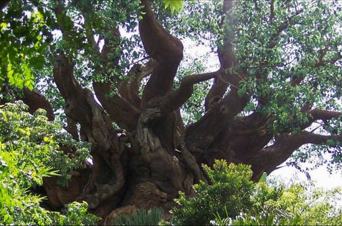 Необычное дерево (16 фото)