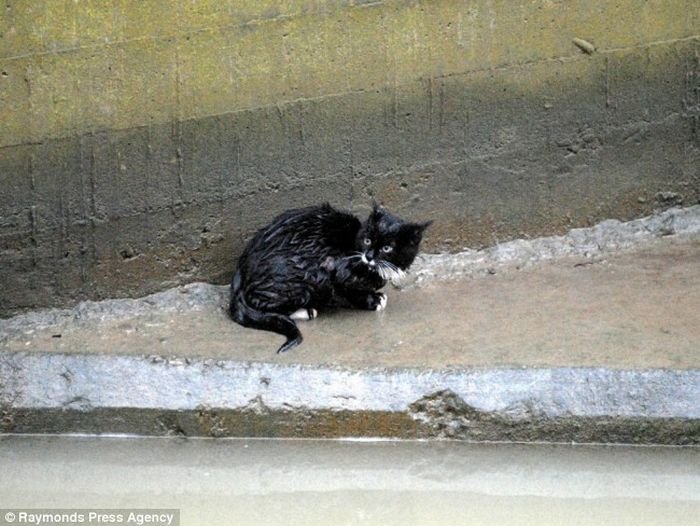 Утопающий котенок (7 фото)