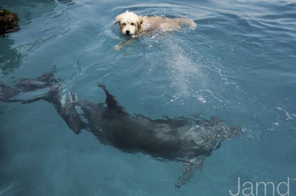 Дружба собаки и дельфинов (11 фото + текст)