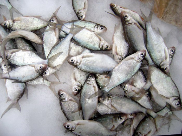 Зимняя рыбалка (15 фото)