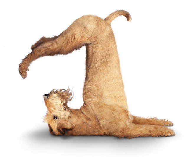 Собаки-йоги (12 фото)