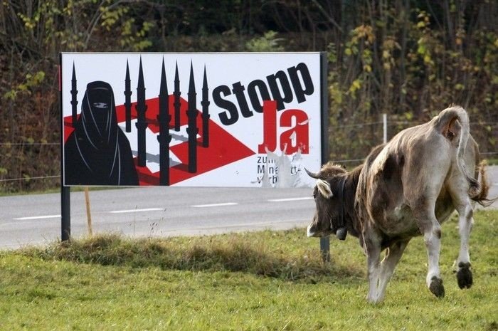 Корова против плаката (3 фото)