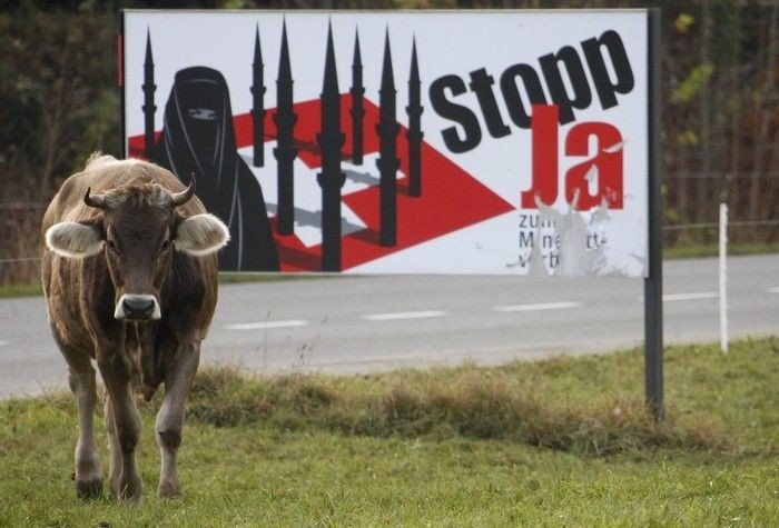 Корова против плаката (3 фото)
