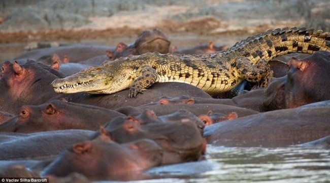 Крокодила сожрали бегемоты (5 фото)
