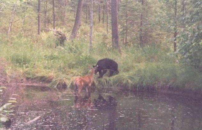 Олень против медведя (4 фото)