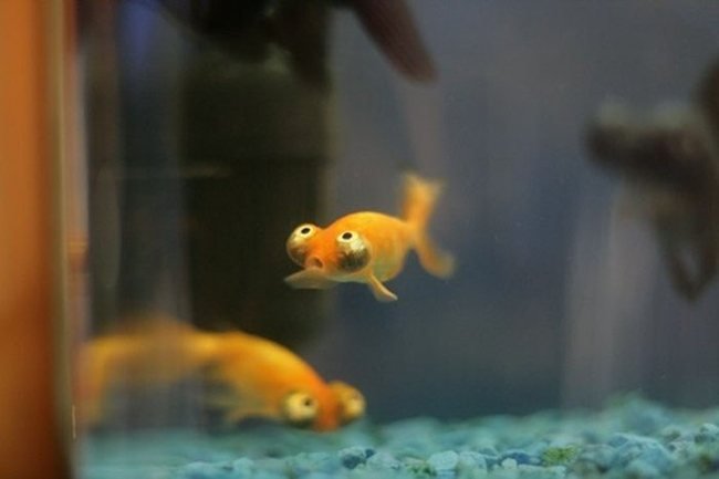 Глазастые рыбки (3 фото)