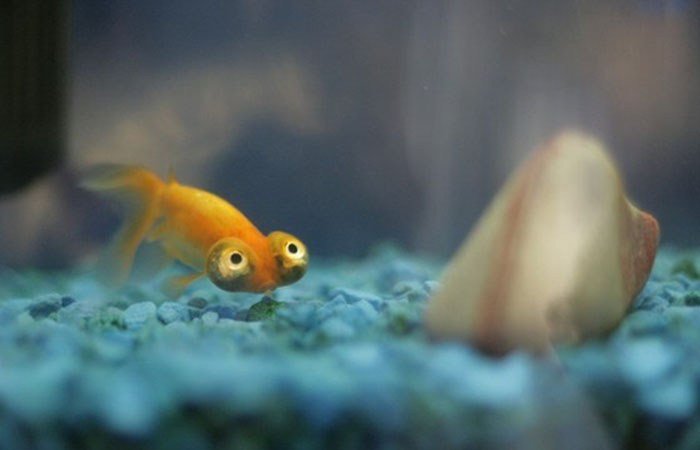 Глазастые рыбки (3 фото)