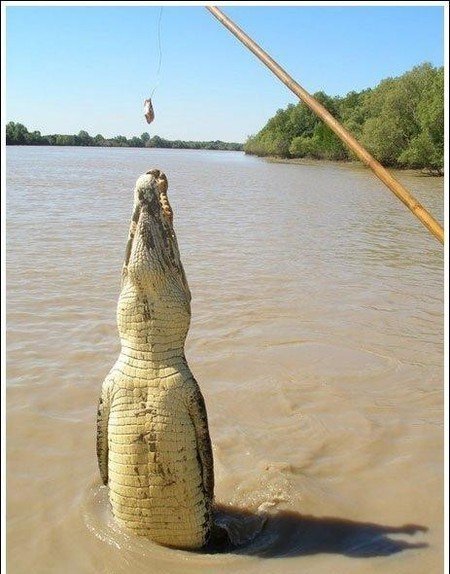 Как кормят крокодилов (28 фото)