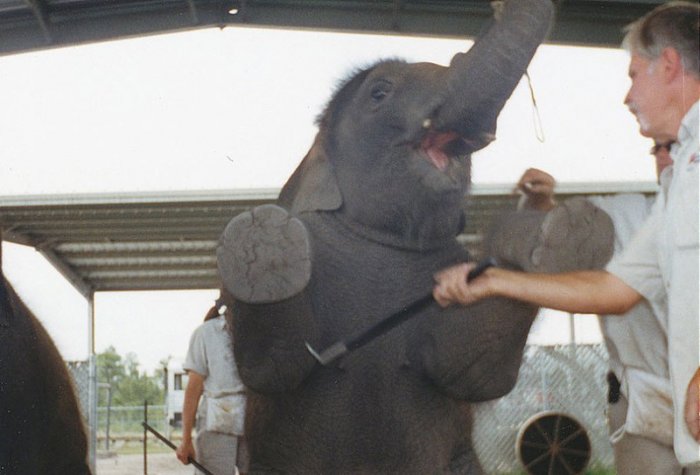 Как дрессируют слонов (25 фото + текст)