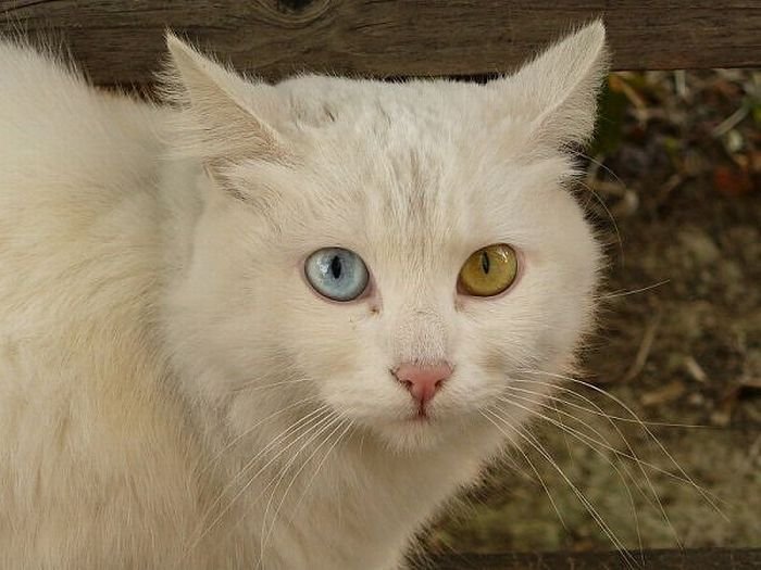 Разноцветные глаза у животных (12 фото)