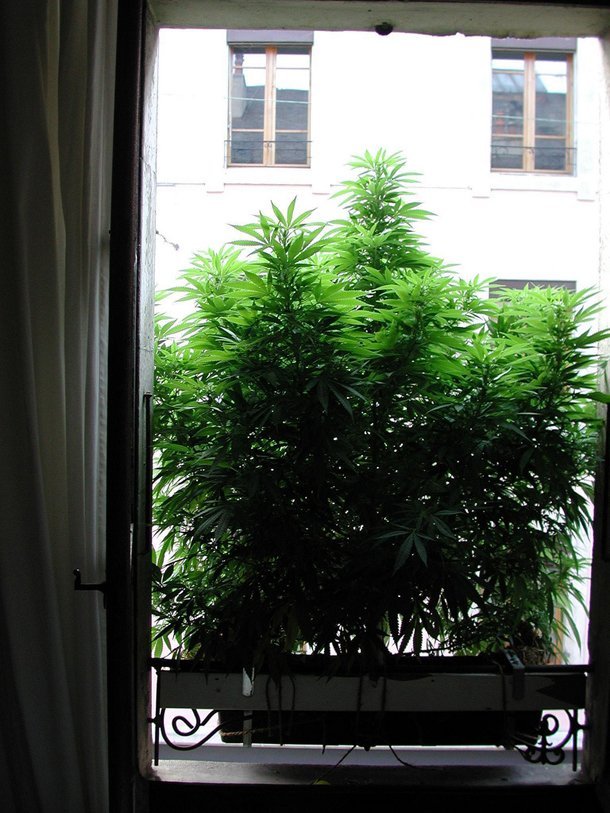 выращивание марихуаны на окне