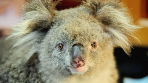 Как спасали коалу (12 фото)