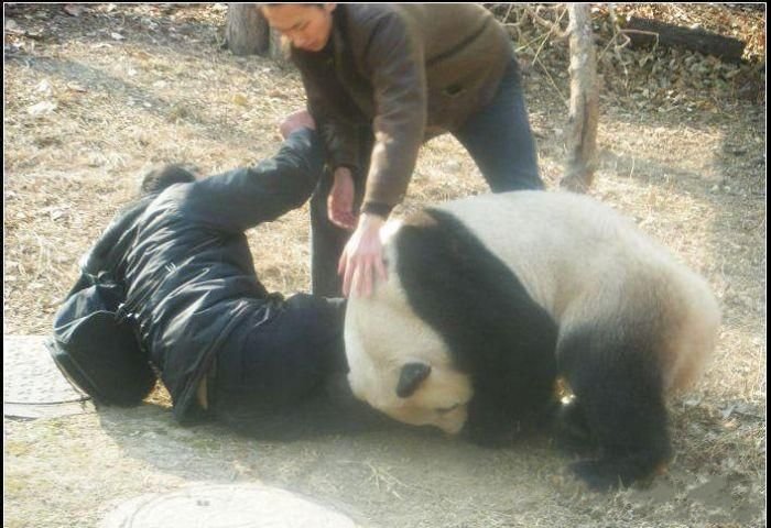Агрессивная панда (7 фото)